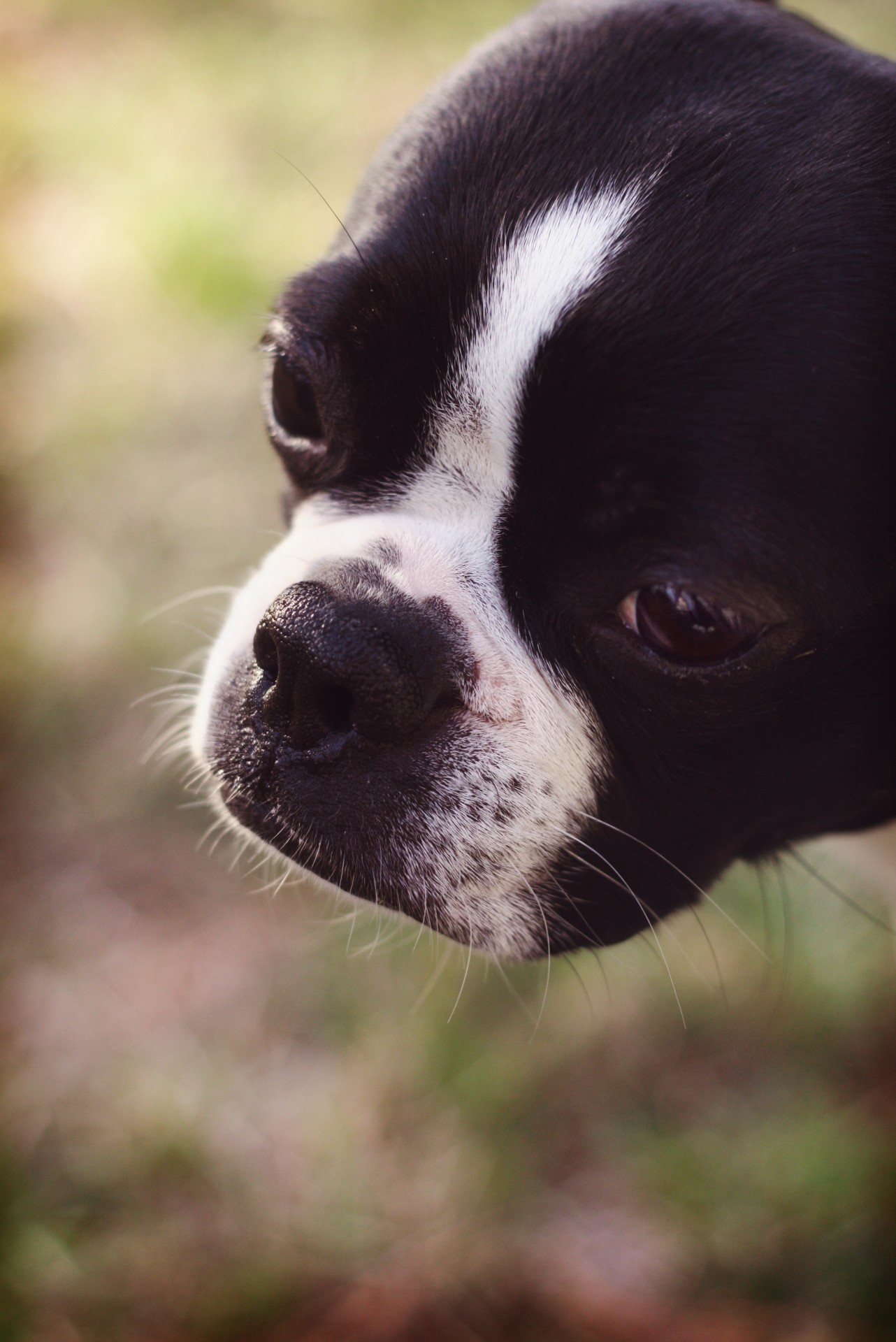 close up of a boston terriers face