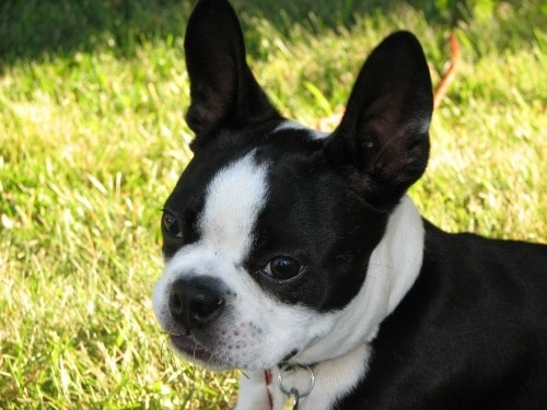 boston terrier running in a grass field