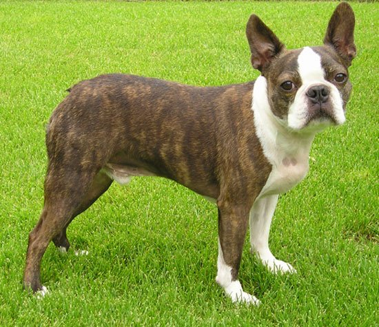 a small boston terrier puppy on a white background